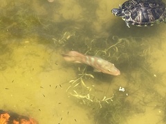 Mayaheros urophthalmus