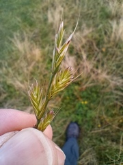 Lolium multiflorum