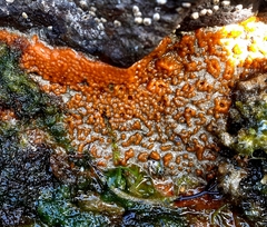 Hymeniacidon perlevis