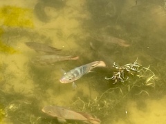 Mayaheros urophthalmus