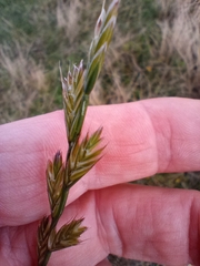 Lolium multiflorum