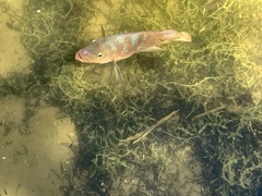 Mayaheros urophthalmus