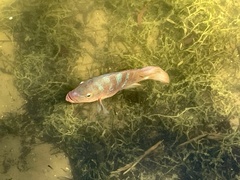 Mayaheros urophthalmus