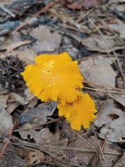 Cantharellus lateritius