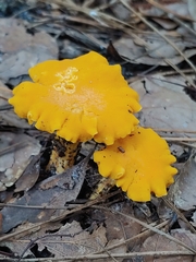 Cantharellus lateritius