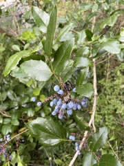 Berberis aquifolium