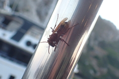 Vespa orientalis