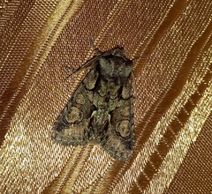 Allophyes oxyacanthae