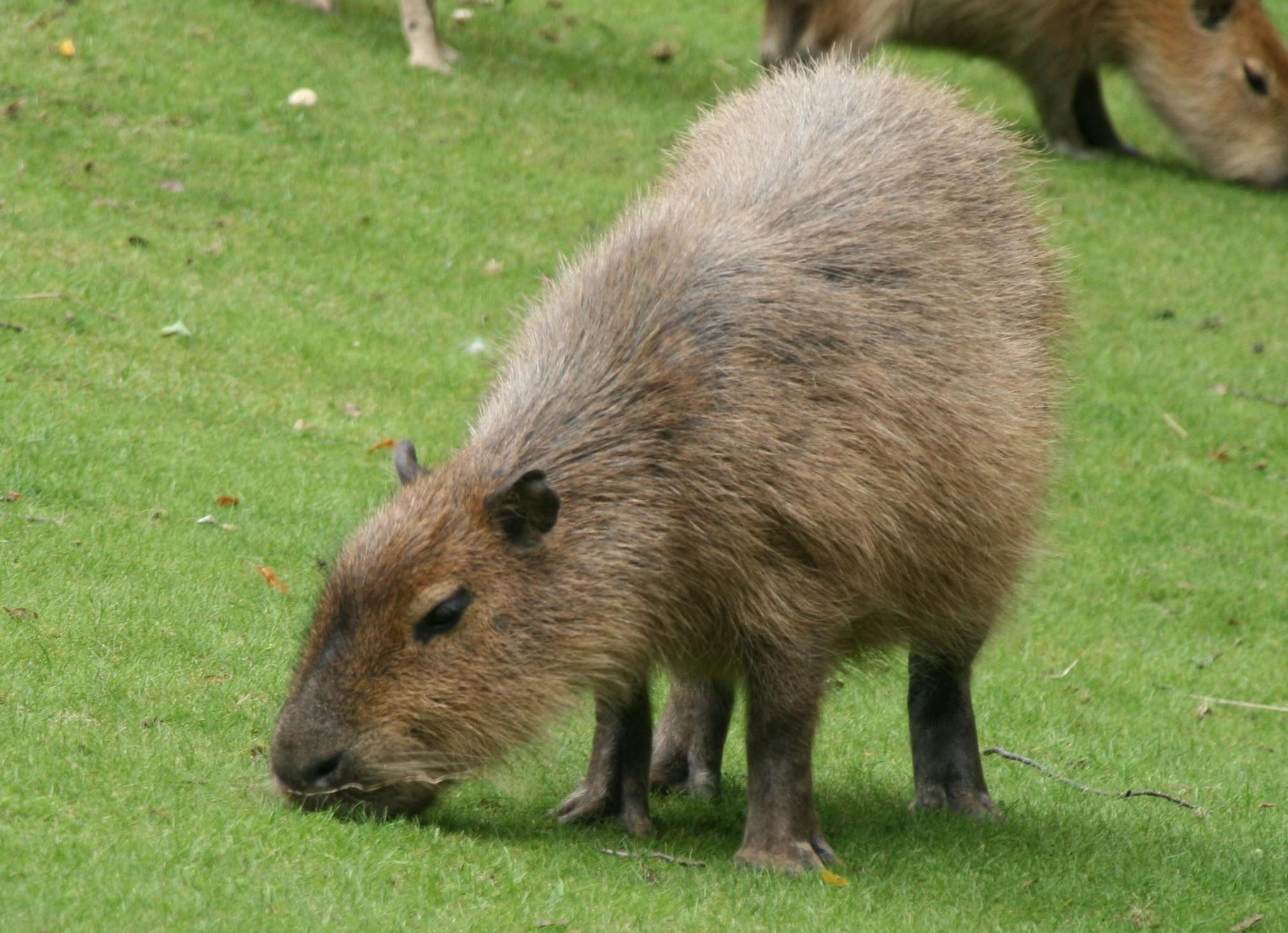 Capibaras (Género Hydrochoerus) · NaturaLista Mexico