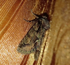 Allophyes oxyacanthae