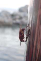 Vespa orientalis
