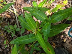 Commelina virginica