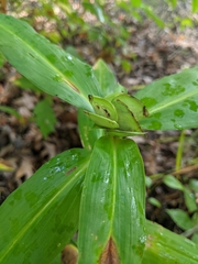 Commelina virginica