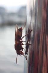 Vespa orientalis