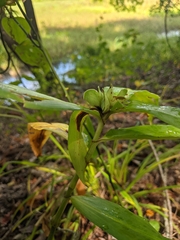 Commelina virginica