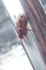 Vespa orientalis