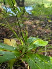 Commelina virginica