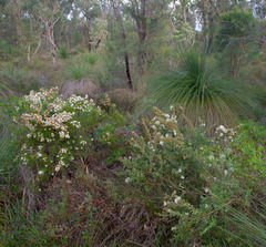 Xanthorrhoea preissii