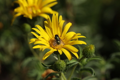 Lucilia