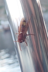 Vespa orientalis