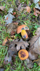 Boletus subvelutipes