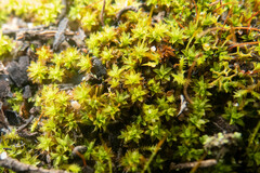 Syntrichia