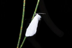 Tipanaea patulella