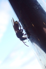 Vespa orientalis