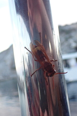 Vespa orientalis