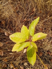 Prunus padus