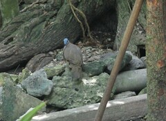 Starnoenas cyanocephala