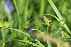 Erythrodiplax basifusca