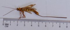 Megarhyssa greenei