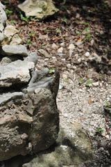 Leiocephalus carinatus