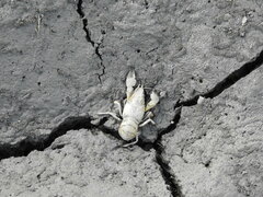 Pontastacus leptodactylus