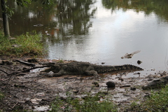 Crocodylus rhombifer