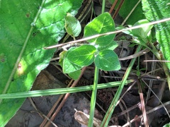 Physalis heterophylla