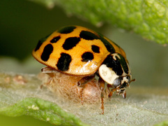 Dinocampus coccinellae