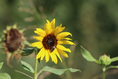 Acmaeodera disjuncta