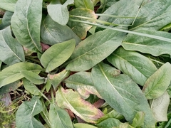 Symphytum caucasicum