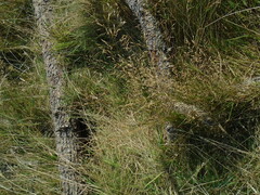 Arrhenatherum elatius