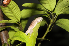Anolis homolechis