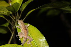 Anolis homolechis