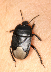 Cydnus aterrimus