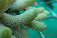 Acropora spathulata