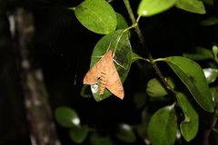 Pachylioides resumens