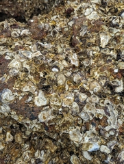 Ostreidae