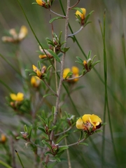 Pultenaea flexilis