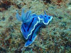 Chromodoris willani