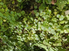 Hydrocotyle americana